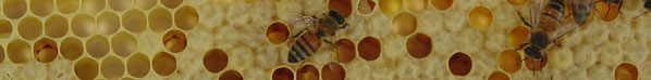 Bee Queen Honey